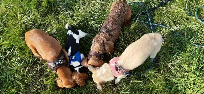 Dogorama Photo Challenge - Die besten Hundebuddys-Beitrag-Bild