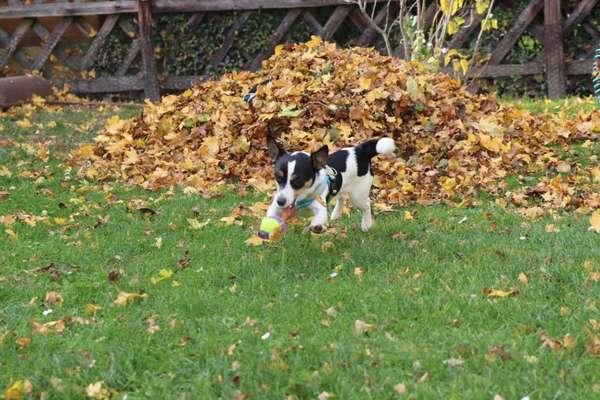 Jack Russel-Beitrag-Bild