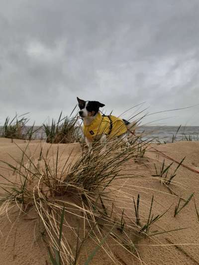 Dogorama Foto Challenge - Wanderziel-Beitrag-Bild