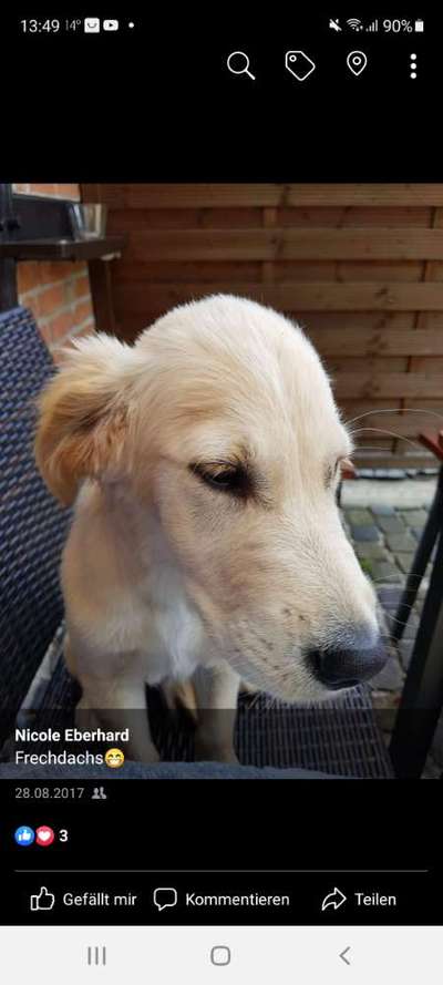 Mein Junghund wächst sehr langsam!-Beitrag-Bild