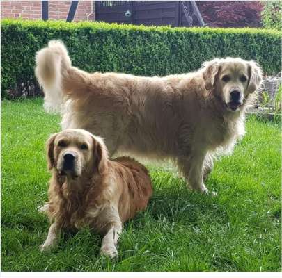 Mein Junghund wächst sehr langsam!-Beitrag-Bild