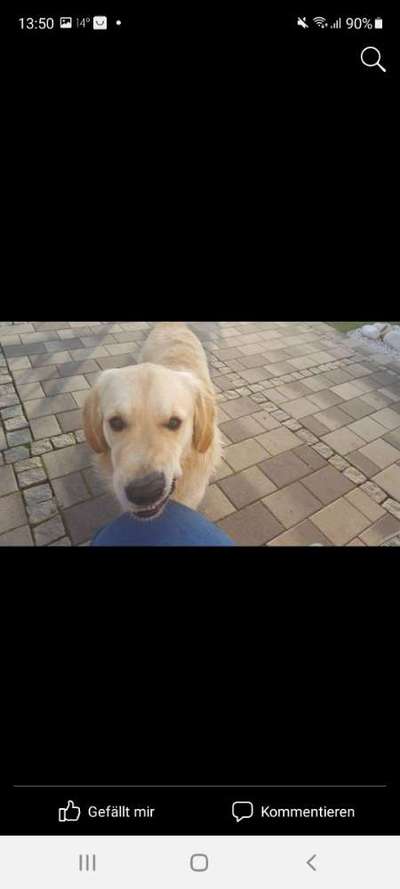 Mein Junghund wächst sehr langsam!-Beitrag-Bild