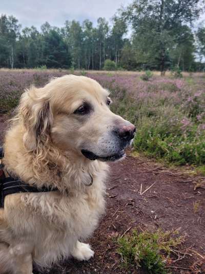 Mein Junghund wächst sehr langsam!-Beitrag-Bild