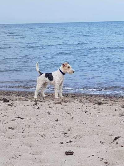 Foxterrier Gang-Beitrag-Bild