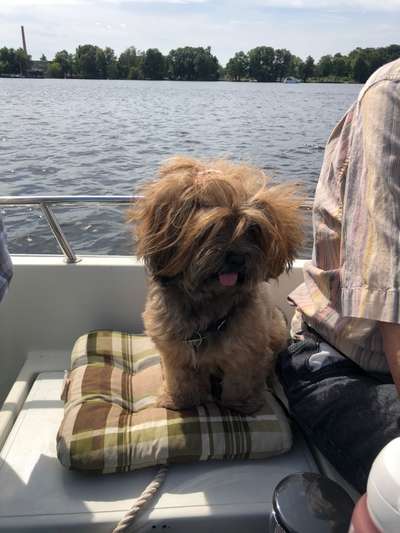 FOTOCHALLENGE 70 - Dein Hund im Auto-Beitrag-Bild