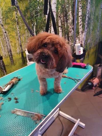 Dogorama Photo Challenge - Hundeblick zum hinschmelzen-Beitrag-Bild