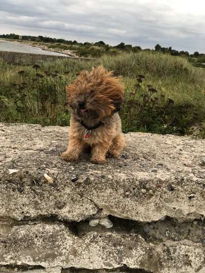 Hunde im Urlaub-Beitrag-Bild