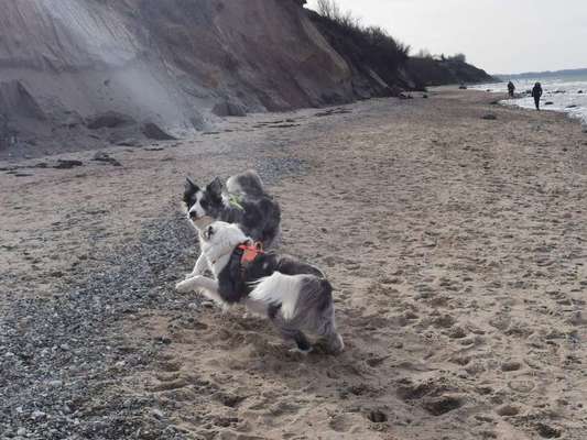 Hundetreffen-Alltags Gassirunde oder längere Touren in schönen Gebieten-Bild