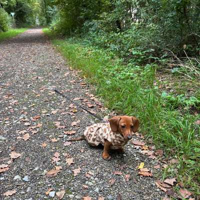 Hundetreffen-Welpen/ Junghunde spielen und Gassi gehen-Bild