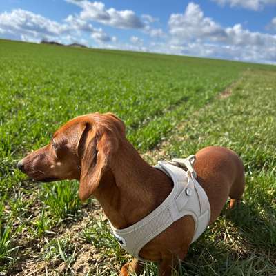 Hundetreffen-Dackelrunde Raum Ditzingen?-Bild