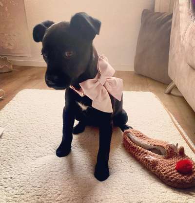 Als Welpen sind sie alle noch süßer-Beitrag-Bild