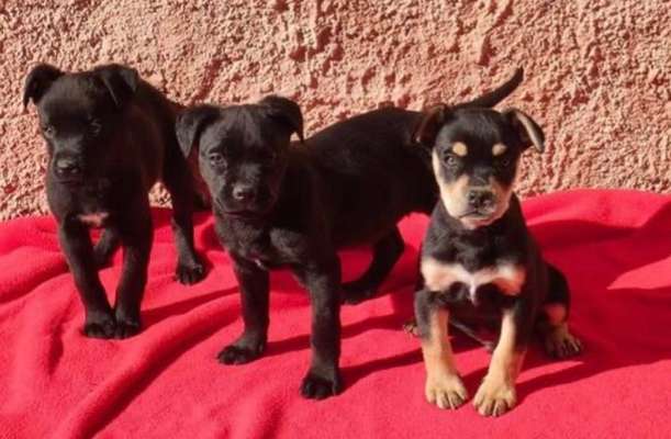 Auslandstierschutz-Beitrag-Bild