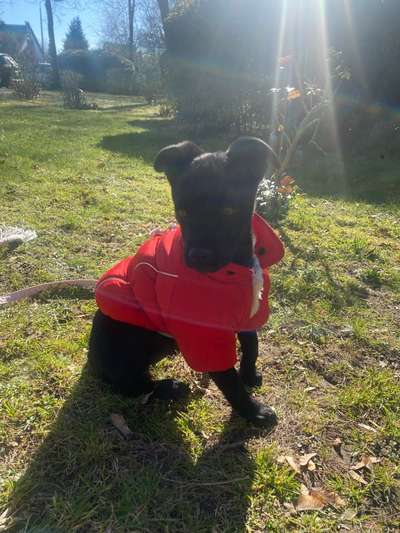 TierschutzhundeStammtisch🐕-Beitrag-Bild