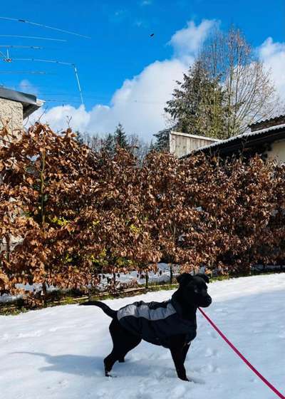 TierschutzhundeStammtisch🐕-Beitrag-Bild