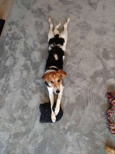 Windhunde - Treffen der besonderen Schönheiten
HERZLICH WILLKOMMEN-Beitrag-Bild