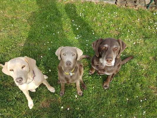 Labradorfans-Beitrag-Bild