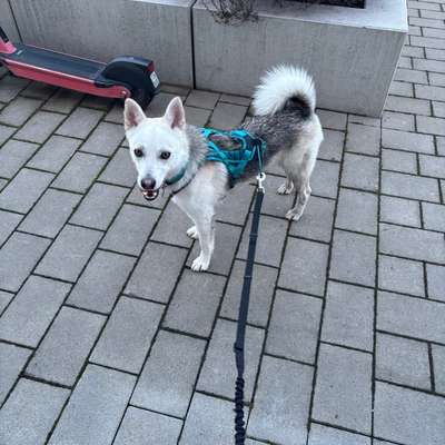 Hundetreffen-Lockere Canicross Runde-Bild