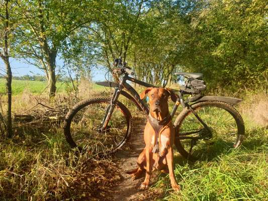 Rhodesian Ridgeback-Beitrag-Bild