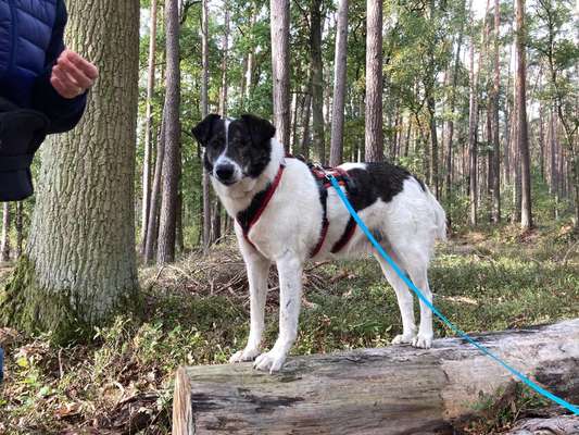Mischlingshunde Foto Aufruf-Beitrag-Bild