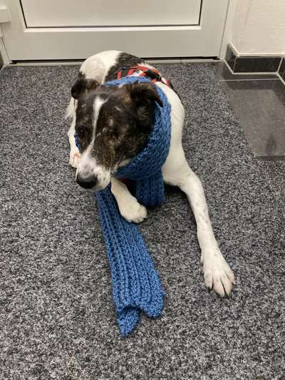 Hier ist der Spaßthread. Zum Schmunzeln und Kaputtlachen-Beitrag-Bild