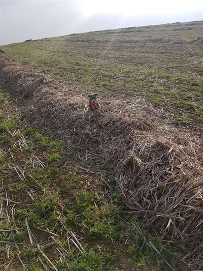 Welpen Bilder !-Beitrag-Bild