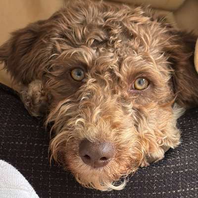 Hundetreffen-Freundliche Hunde zum Spielen gesucht-Bild