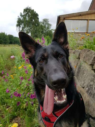 Die Dogorama Monats Challenge "Es grünt und blüht"-Beitrag-Bild