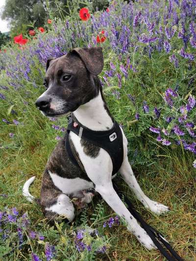 Dein Hund im Dogorama-Kalender 2021-Beitrag-Bild