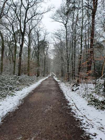 Hundeauslaufgebiet-Knipprather Wald-Bild