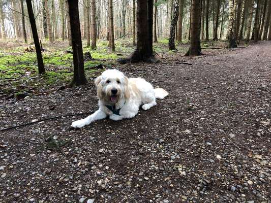 Goldendoodle?-Beitrag-Bild