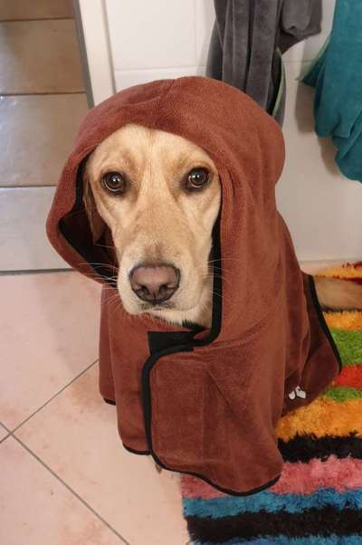 Dogorama Photo Challenge - Portrait-Beitrag-Bild