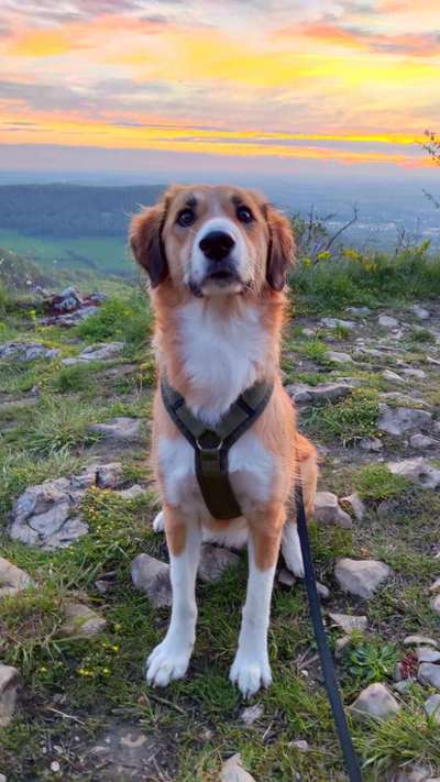 Hundetreffen-Gassi & Spielbuddy gesucht-Bild