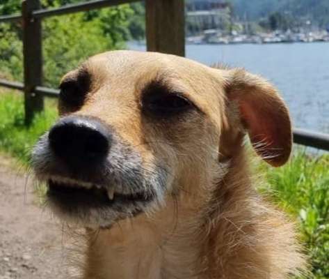 Die Dogorama-Wochen-Challenge "Die schönste Grimasse"-Beitrag-Bild