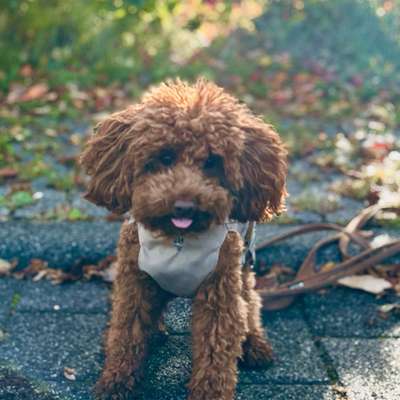 Hundetreffen-Hundefreundschaften gesucht 🐾