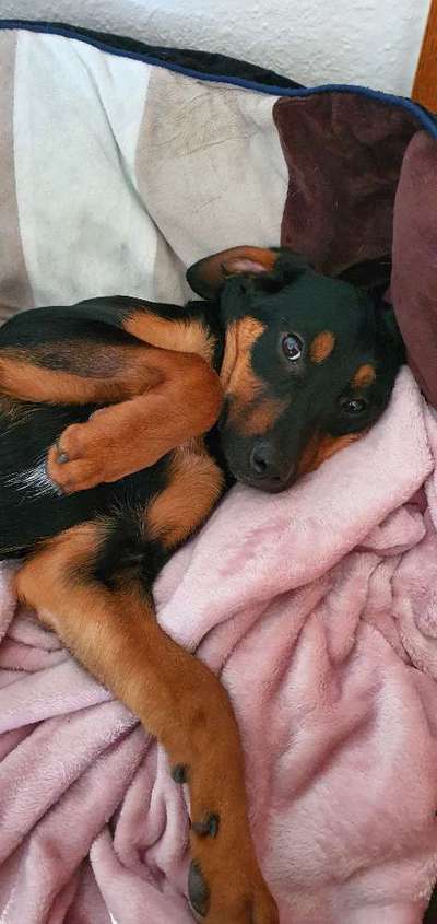 CHALLENGE NR. 19 - Der Hundeblick-Beitrag-Bild