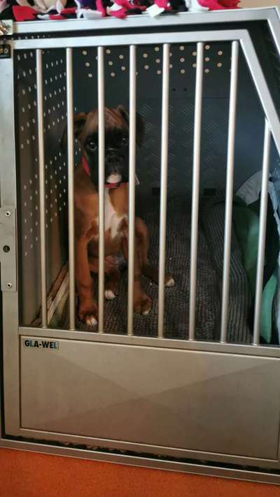 Hund in der Box?-Beitrag-Bild