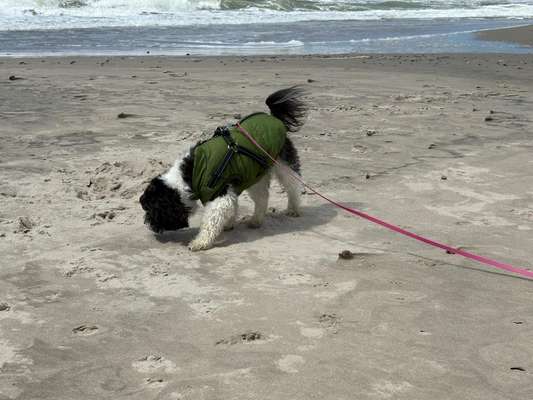 Hundetreffen-Gemeinsam macht es mehr Spaß-Bild
