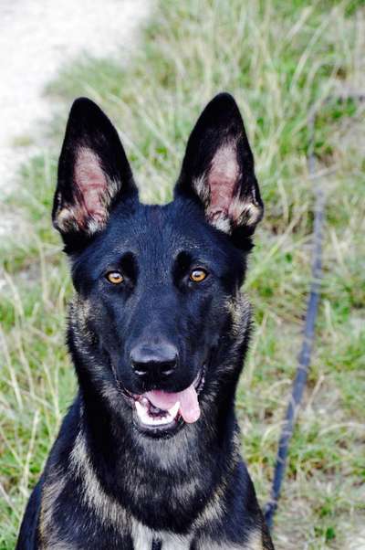 Deutsche Schäferhunde, Belgische Schäferhunde.-Beitrag-Bild