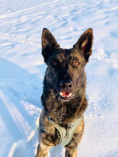 Deutsche Schäferhunde, Belgische Schäferhunde.-Beitrag-Bild