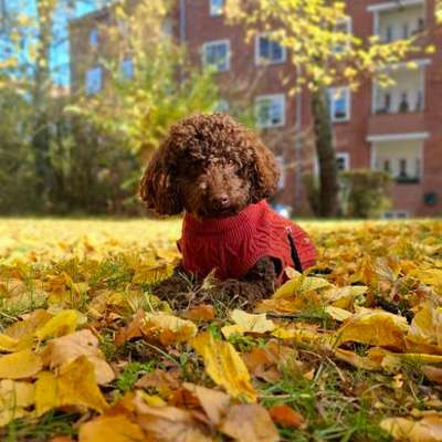 Hundetreffen-Spielpartner für energiegeladenen Junghund-Bild
