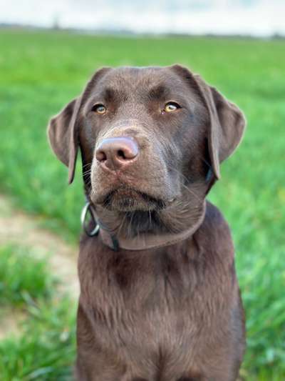 Hundetreffen-Treffen im Raum Merzenich/ Düren-Bild