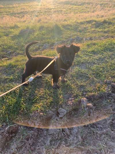 Mischlinge raten - Rätselspaß-Beitrag-Bild