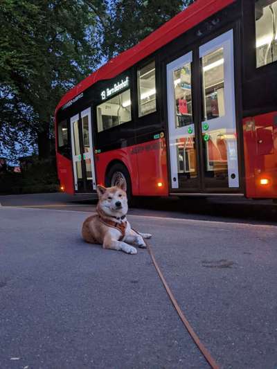 Dogorama Foto Challenge - Bestes gestelltes Bild-Beitrag-Bild