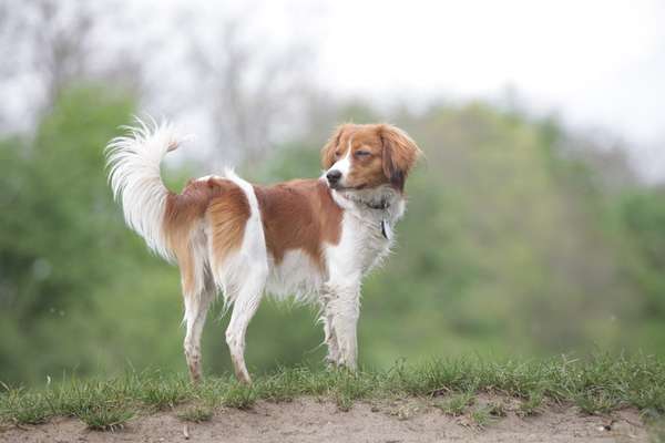 Kooikerhondje-Beitrag-Bild