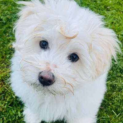 Hundetreffen-Toni sucht Freunde zu toben-Profilbild