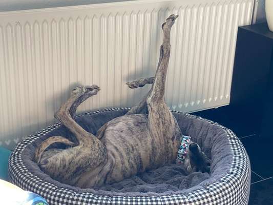 Windhunde - Treffen der besonderen Schönheiten
HERZLICH WILLKOMMEN-Beitrag-Bild