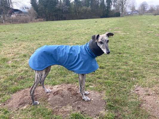 Windhunde - Treffen der besonderen Schönheiten
HERZLICH WILLKOMMEN-Beitrag-Bild