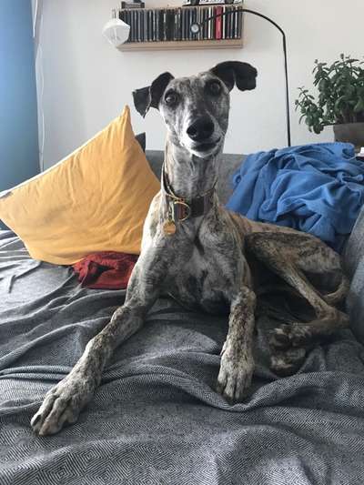 Windhunde - Treffen der besonderen Schönheiten
HERZLICH WILLKOMMEN-Beitrag-Bild