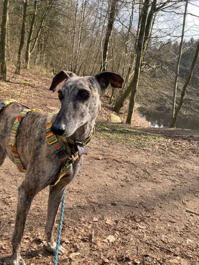 Windhunde - Treffen der besonderen Schönheiten
HERZLICH WILLKOMMEN-Beitrag-Bild