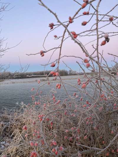 Die wunderschöne Welt mit Hund.-Beitrag-Bild